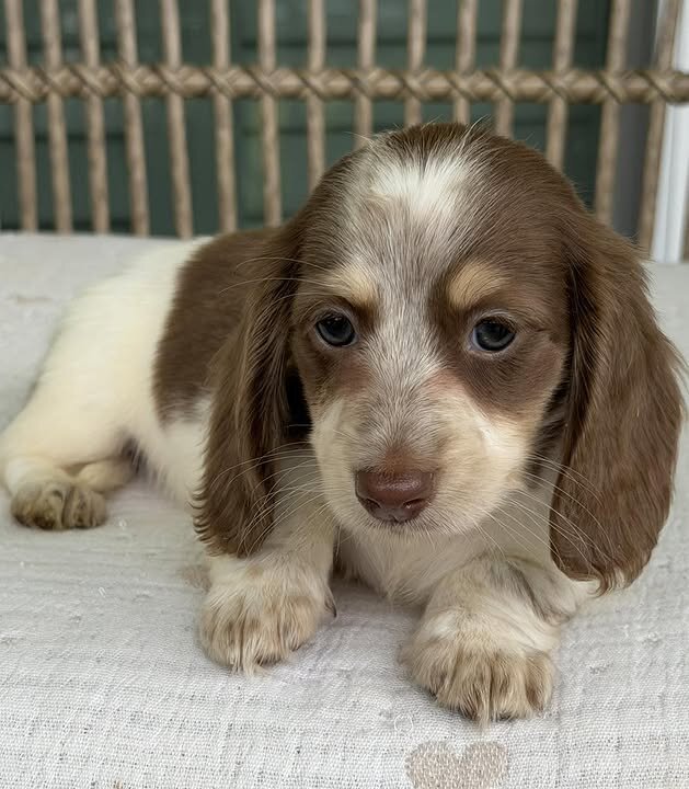 🌼 DAISY – Female Miniature Dachshund Puppy image 3