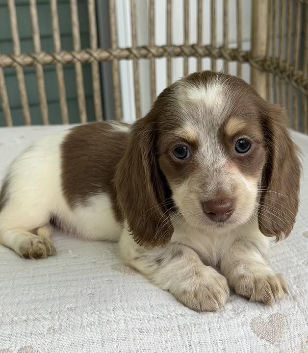 🌼 DAISY – Female Miniature Dachshund Puppy image 4