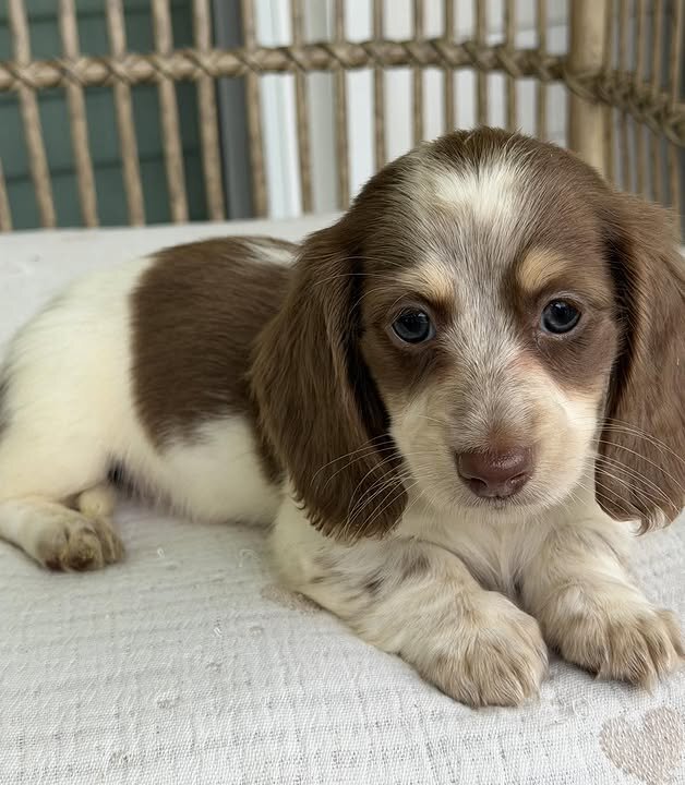 🌼 DAISY – Female Miniature Dachshund Puppy image 8