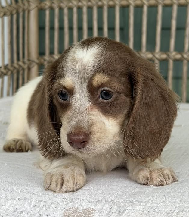 🌼 DAISY – Female Miniature Dachshund Puppy image 9