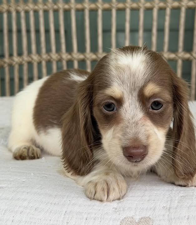 🌼 DAISY – Female Miniature Dachshund Puppy image 10