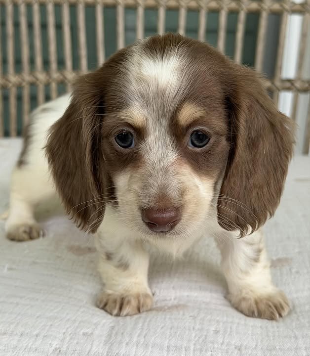 🌼 DAISY – Female Miniature Dachshund Puppy image 5
