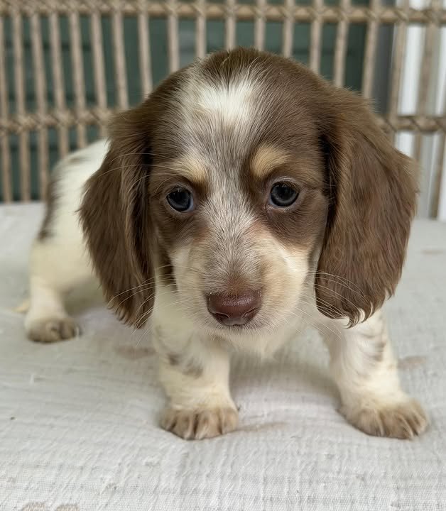 🌼 DAISY – Female Miniature Dachshund Puppy image 6