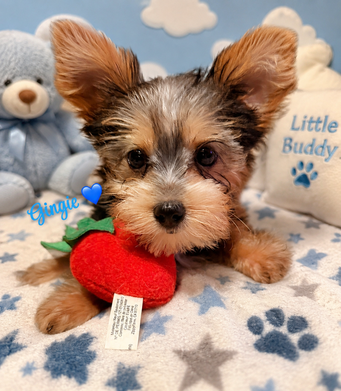 Yorkie image 3