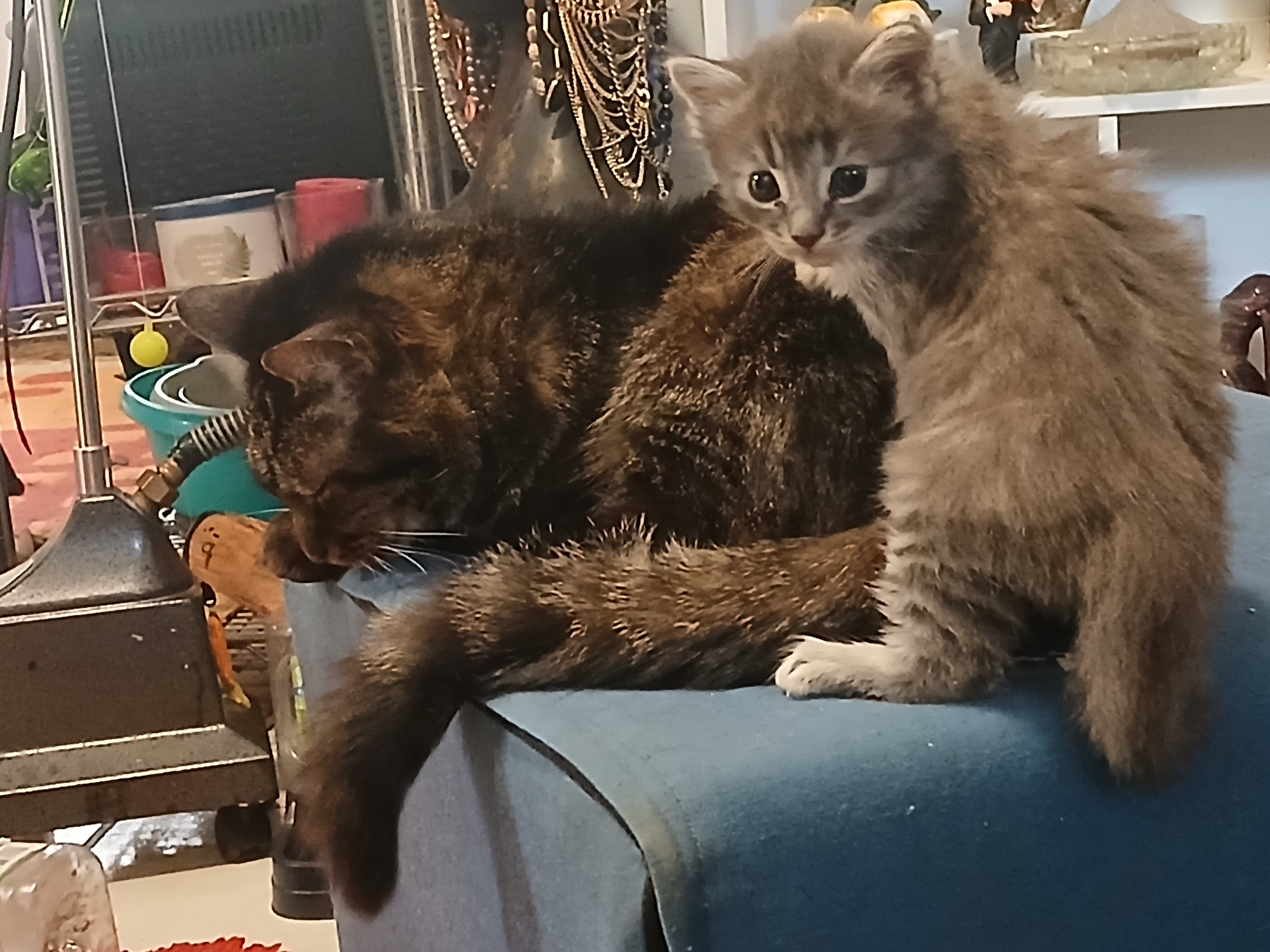 American Shorthair Kittens image 3