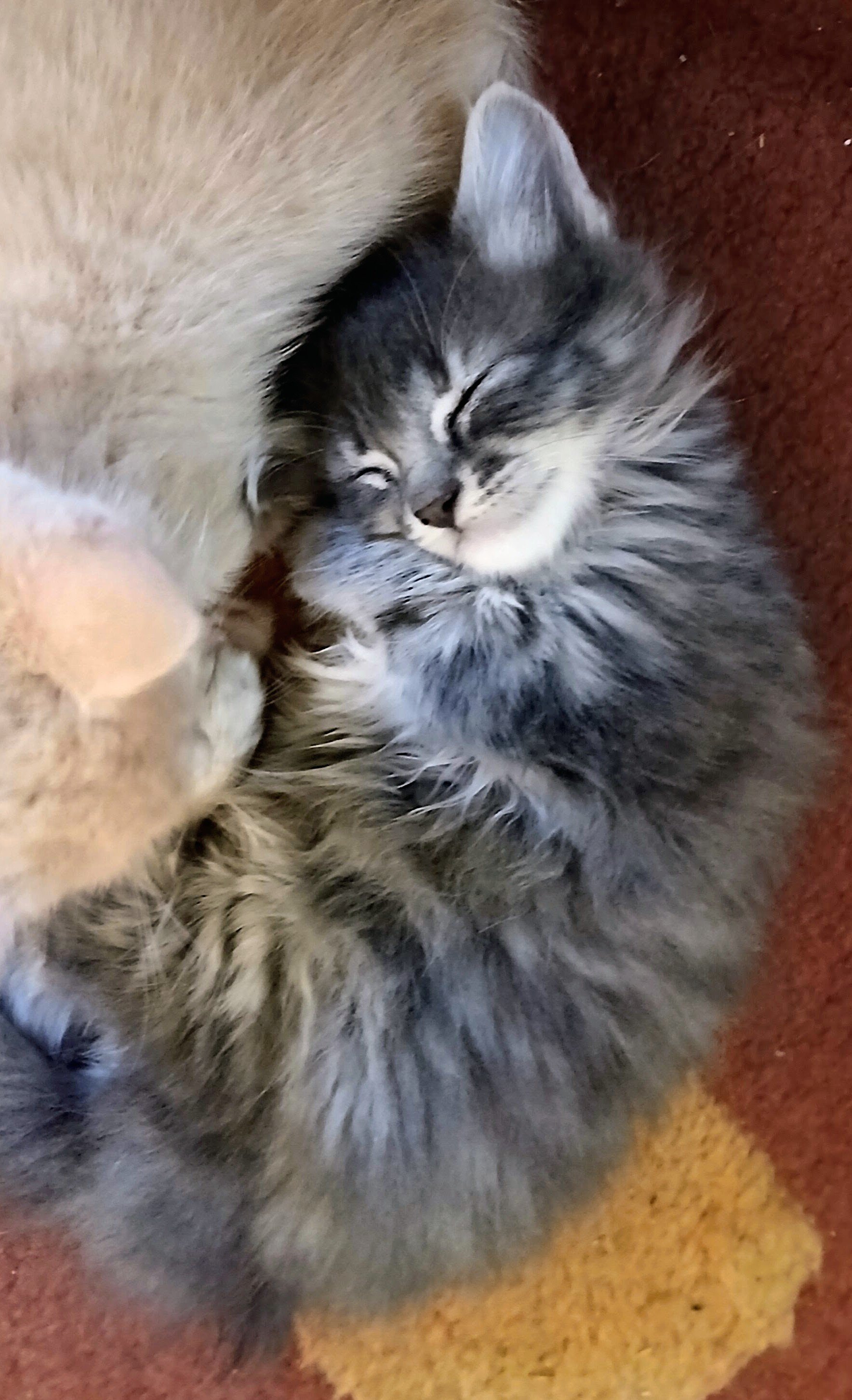 American Shorthair Kittens image 6