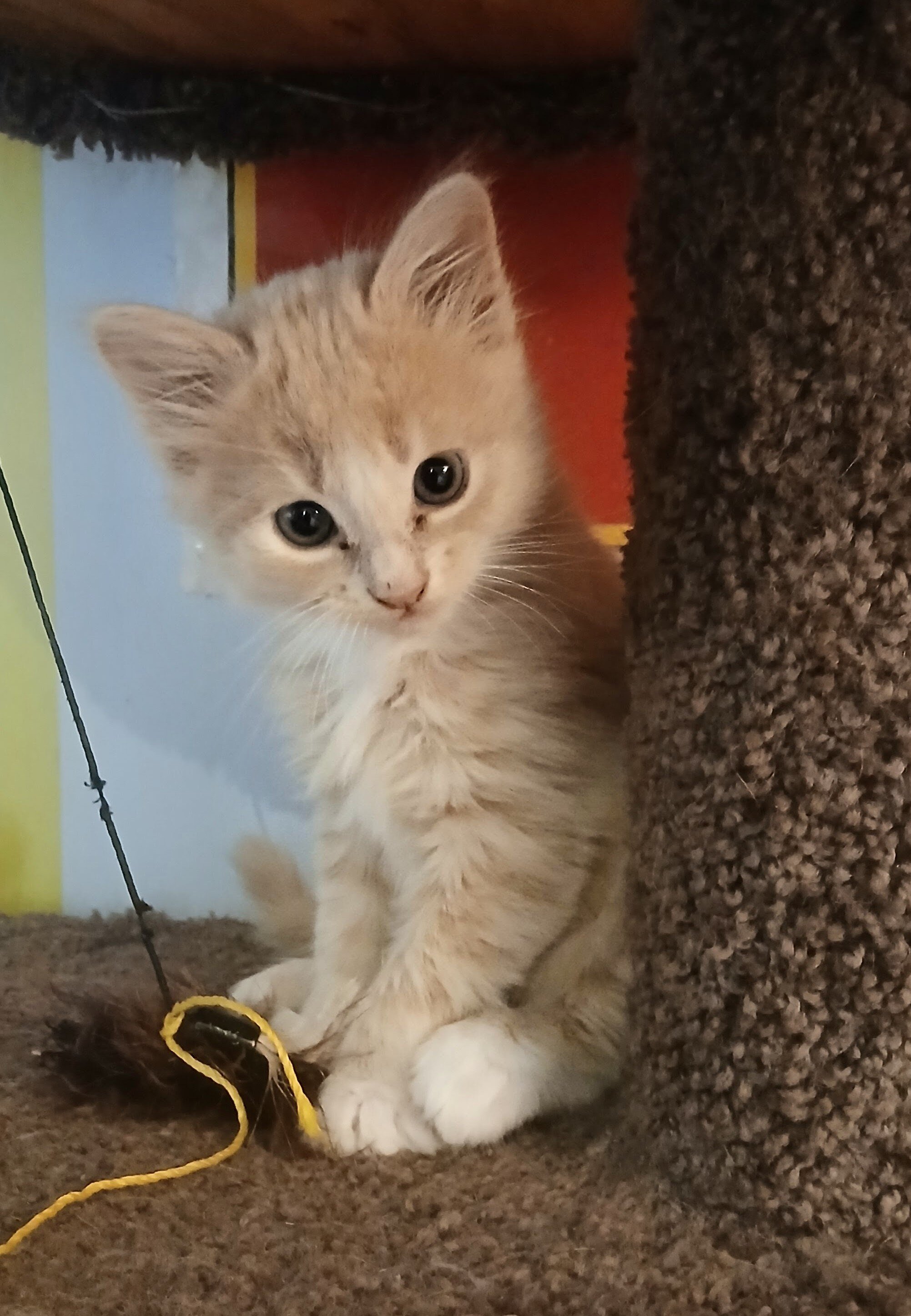 American Shorthair Kittens image 5