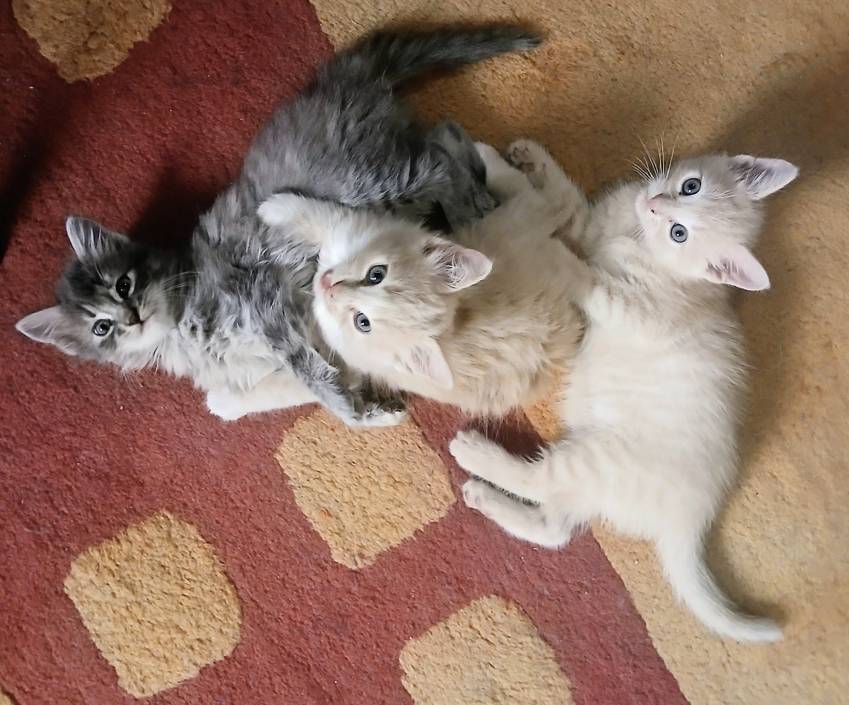 American Shorthair Kittens image 2