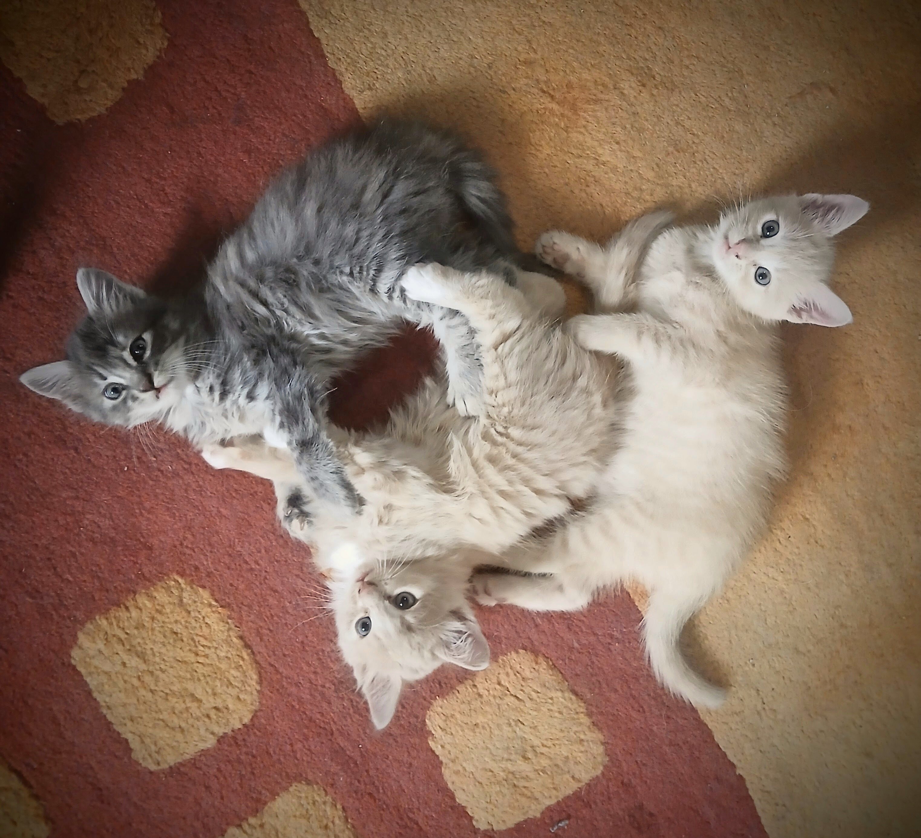 American Shorthair Kittens image 1