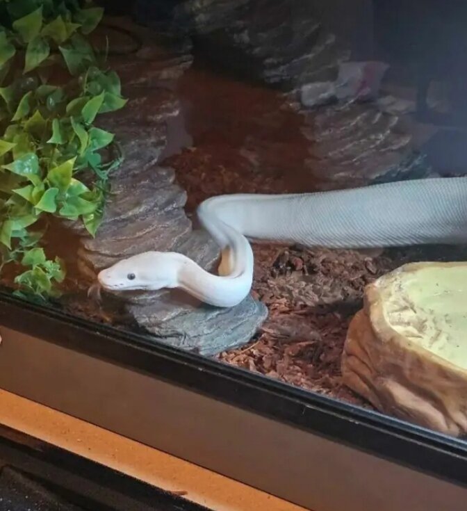 Blue eyes lucitic Ball Python image 4