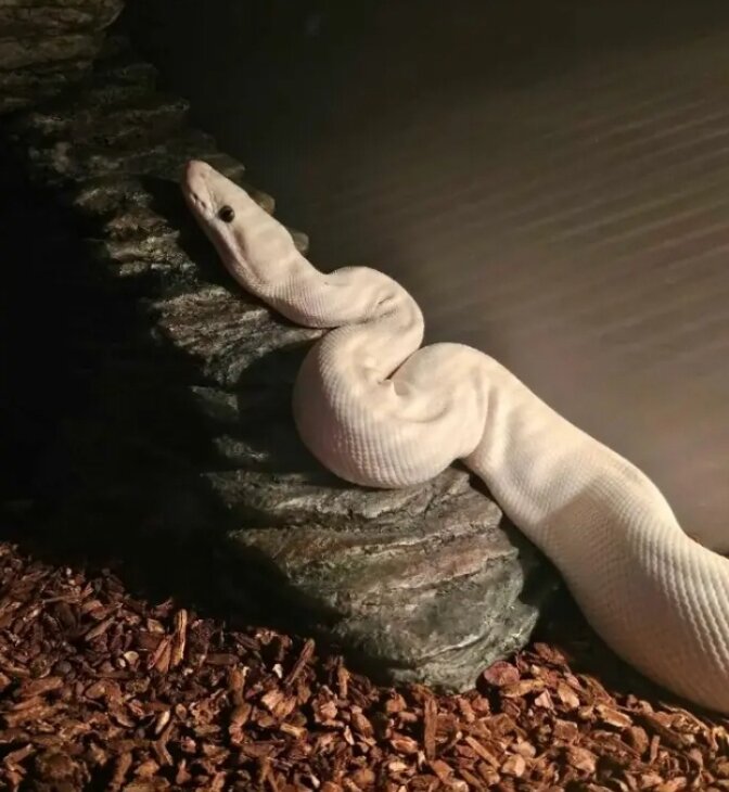 Blue eyes lucitic Ball Python image 2