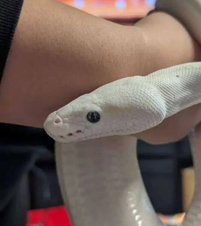 Blue eyes lucitic Ball Python image 3