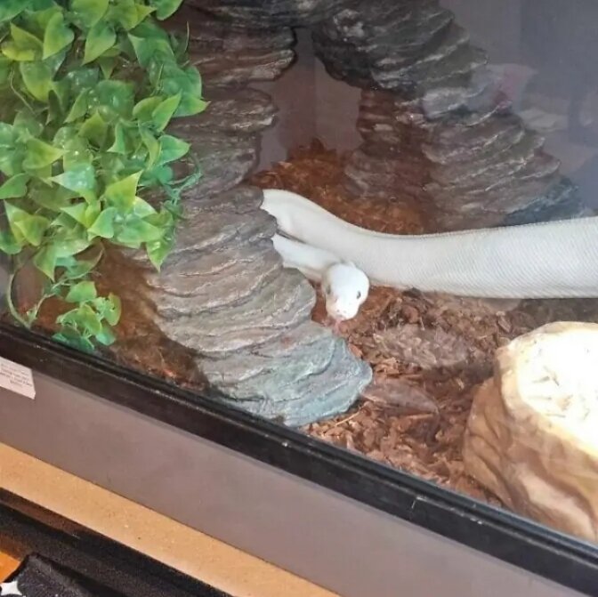 Blue eyes lucitic Ball Python image 1