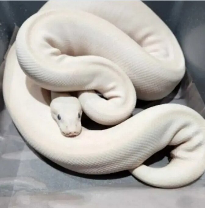 Blue eyes lucitic Ball Python image 5