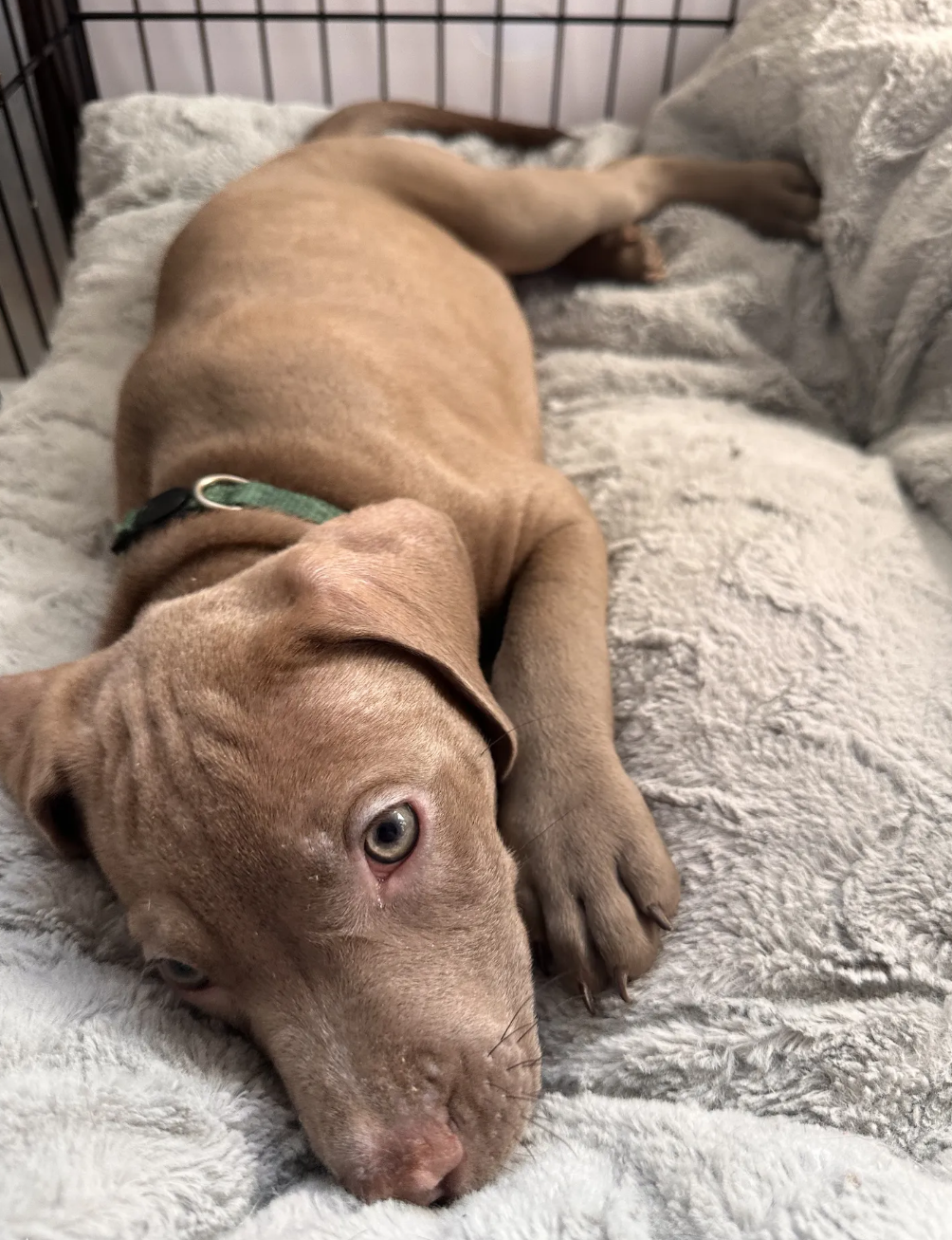 american pitbull terriers image 1