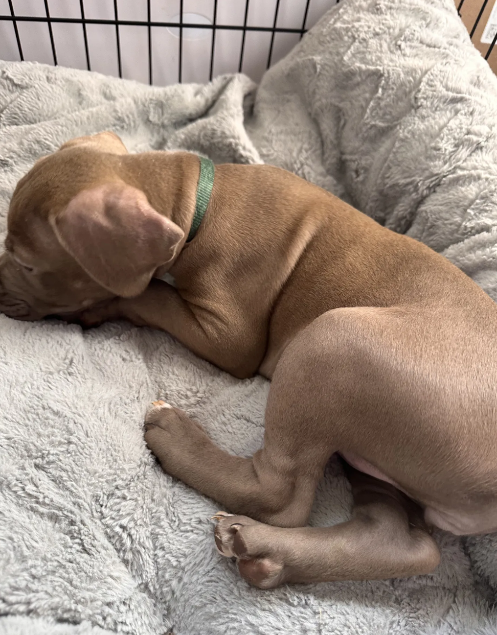 american pitbull terriers image 3