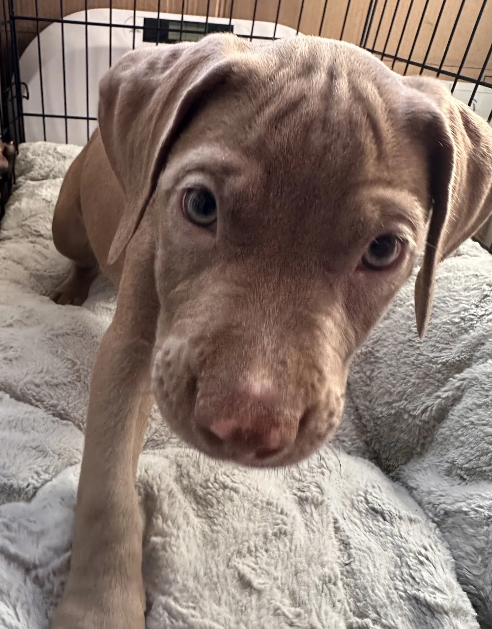 american pitbull terriers image 2