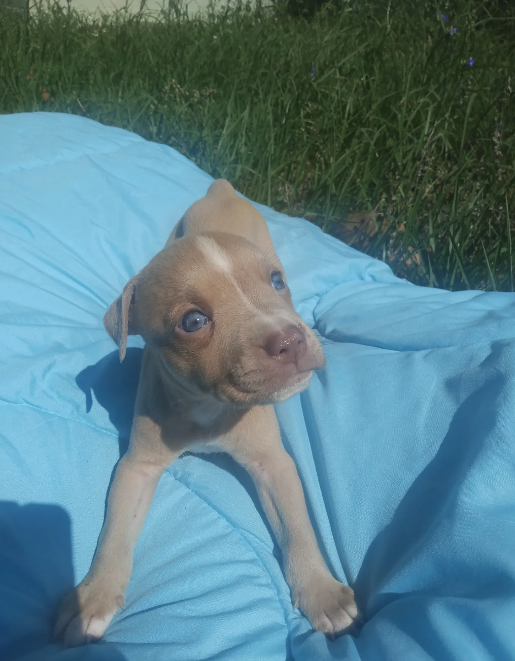 american pitbull terriers image 4