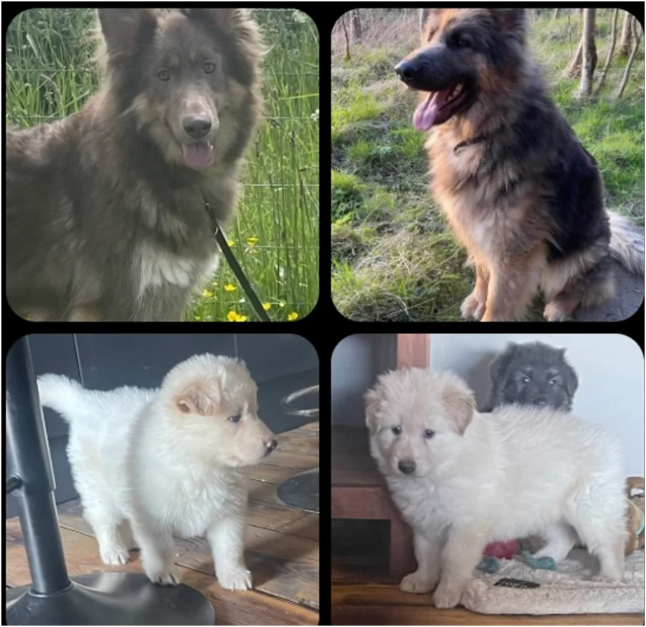 German Shepherd  long coat straight backed puppies image 1