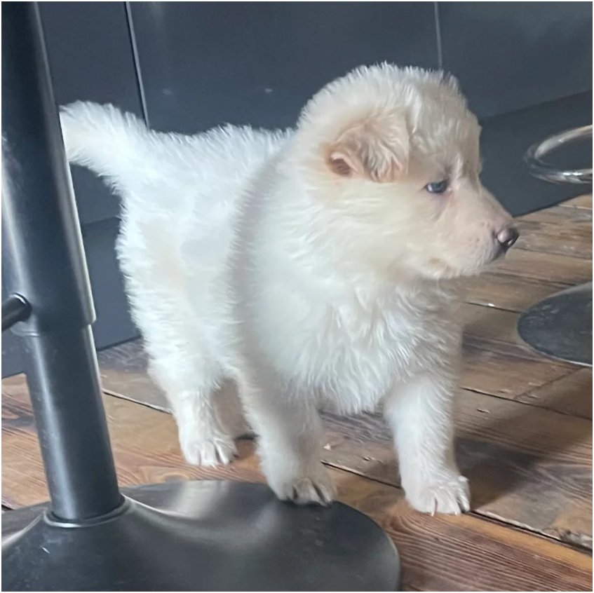 German Shepherd  long coat straight backed puppies image 6