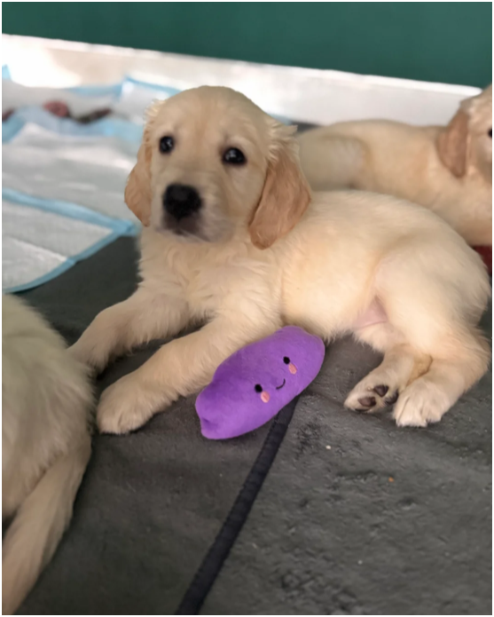 Beautiful Golden Retriever Puppies – 2 Boys & 3 Gi image 3