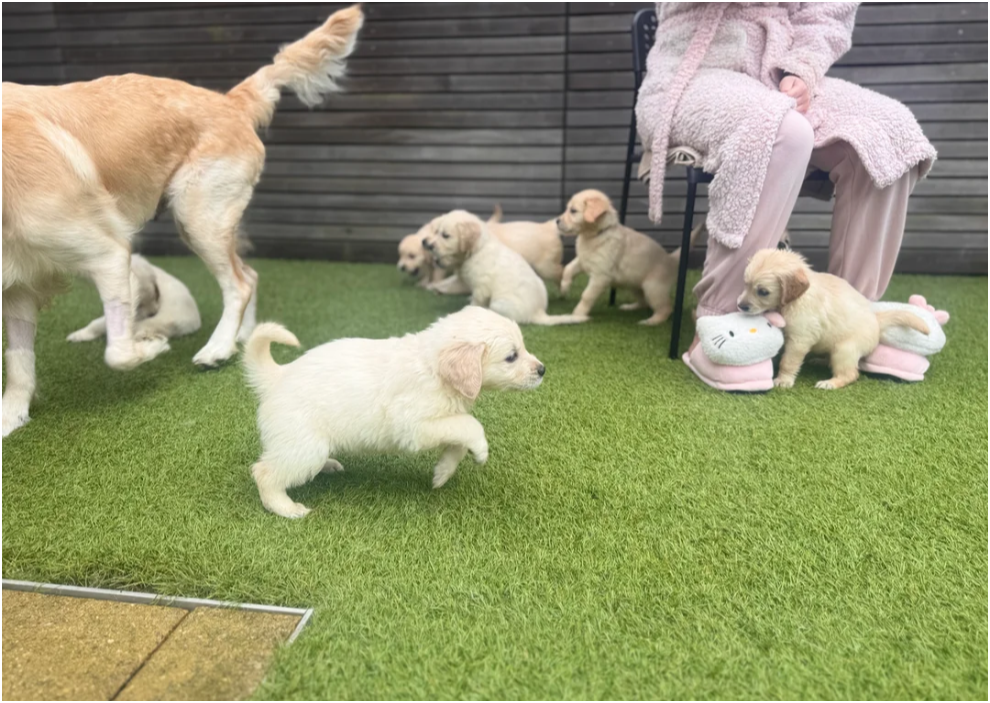 Beautiful Golden Retriever Puppies – 2 Boys & 3 Gi image 5