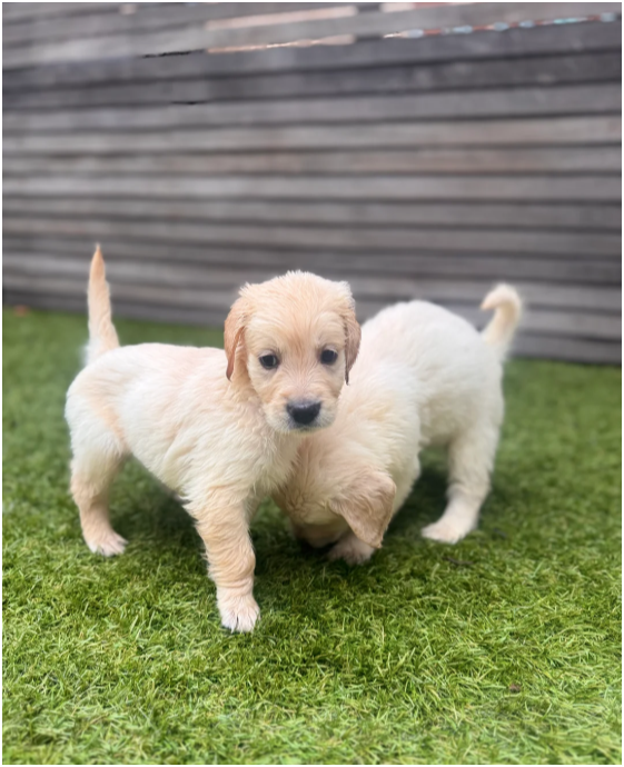 Beautiful Golden Retriever Puppies – 2 Boys & 3 Gi image 6