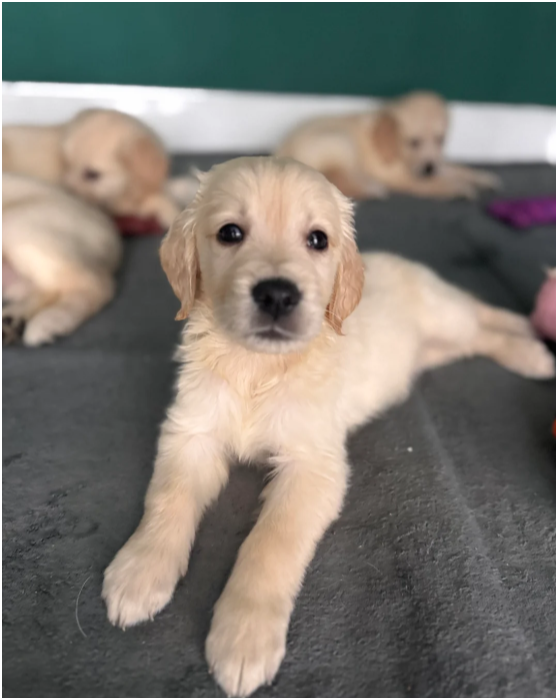 Beautiful Golden Retriever Puppies – 2 Boys & 3 Gi image 8