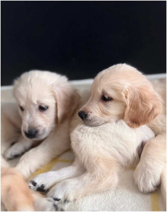 Beautiful Golden Retriever Puppies – 2 Boys & 3 Gi image 9