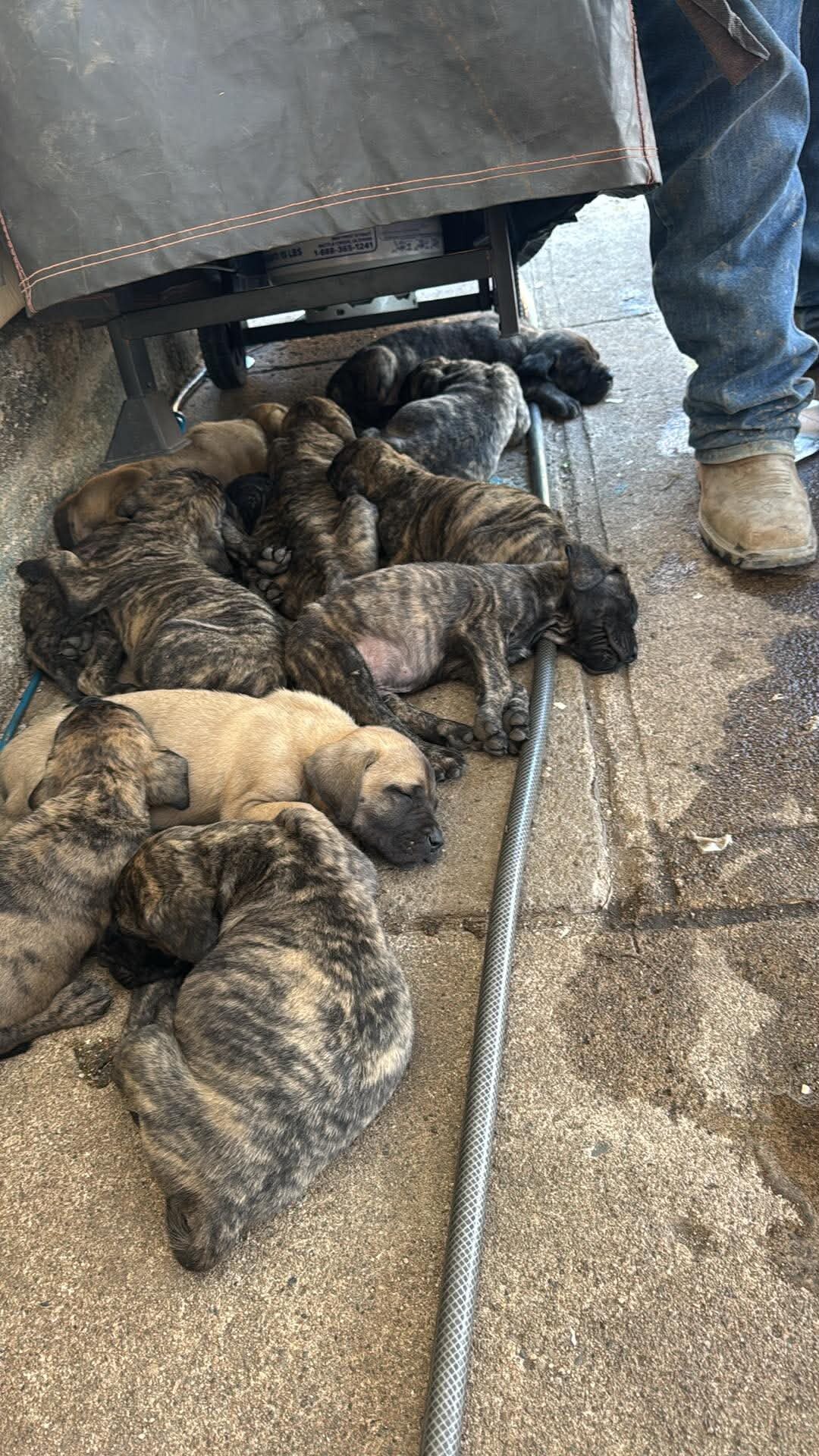 Puppies image 1