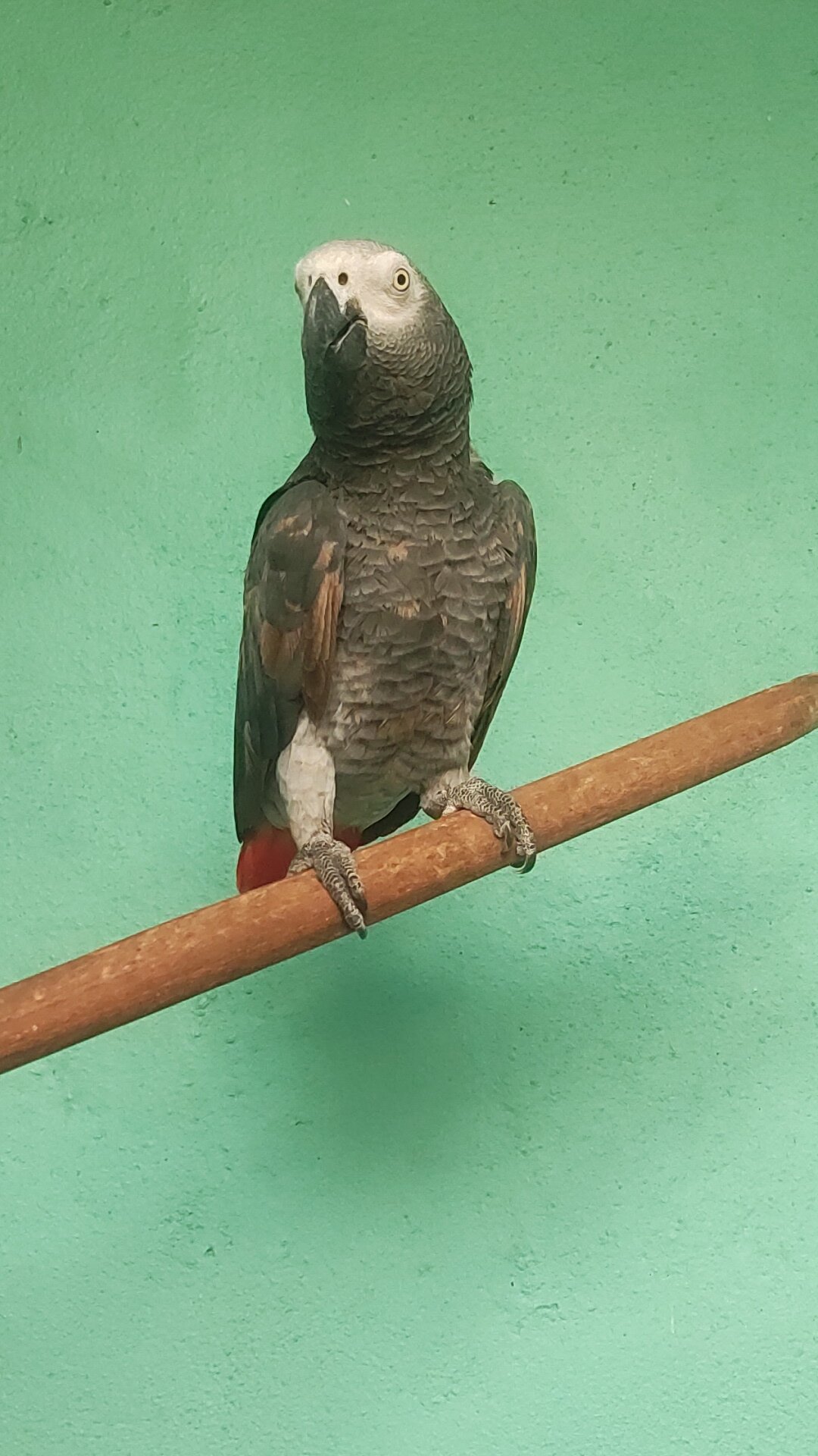 Beautiful African Grey Parrot for Sale image 4