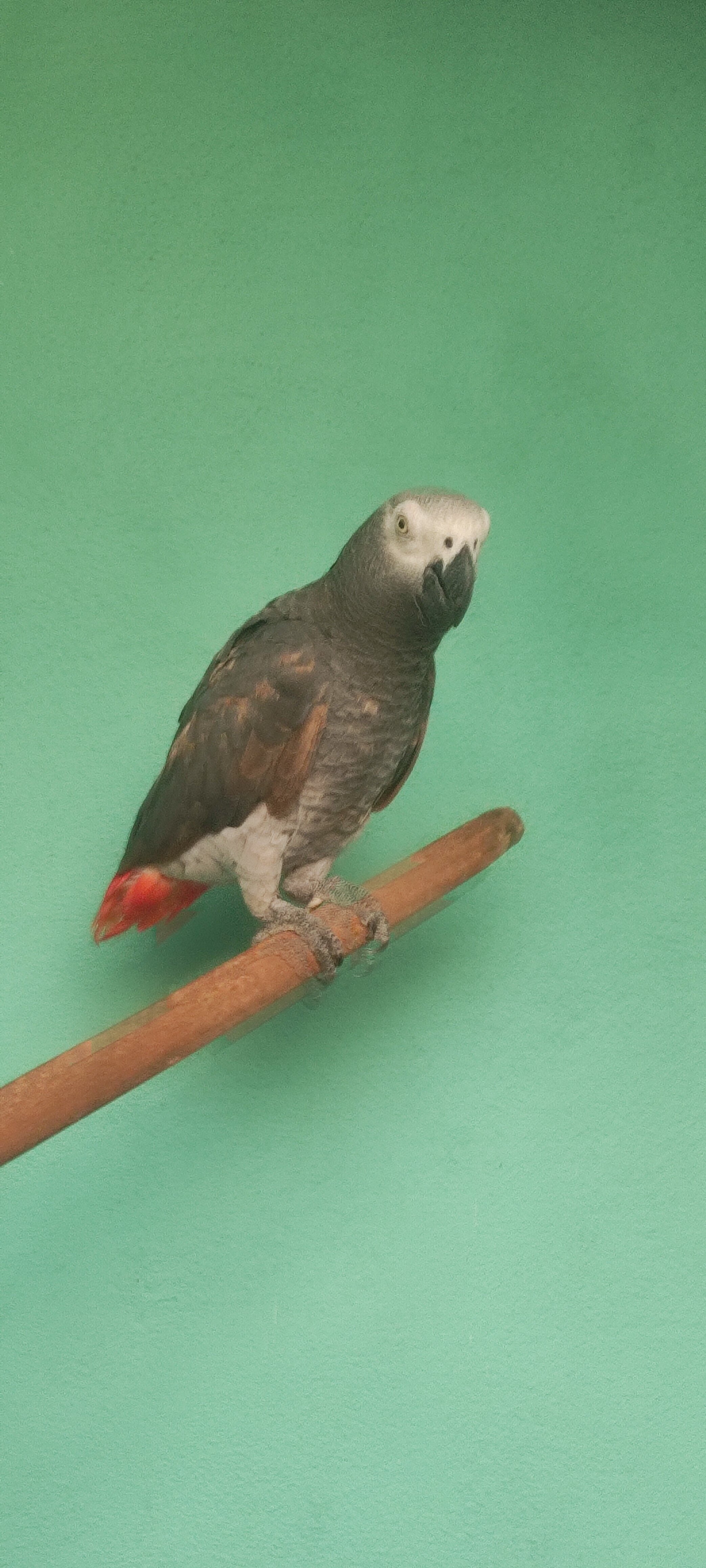 Beautiful African Grey Parrot for Sale image 1