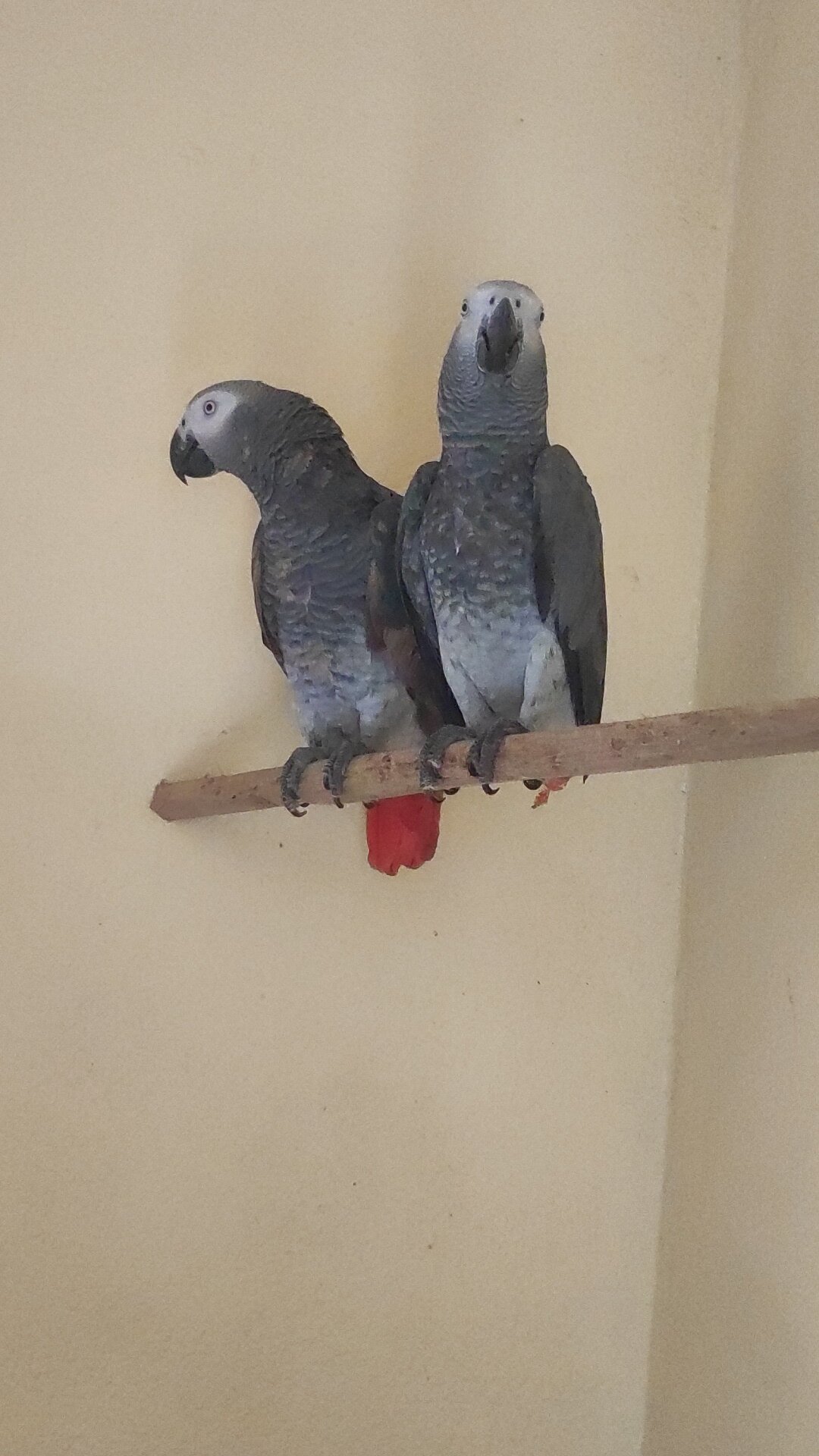 Beautiful African Grey Parrot for Sale image 3