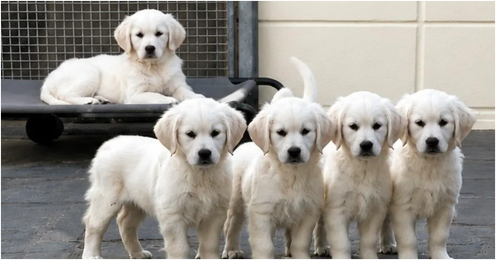 Beautiful Golden Retriever Puppies – 2 Boys & 2 Gi image 2