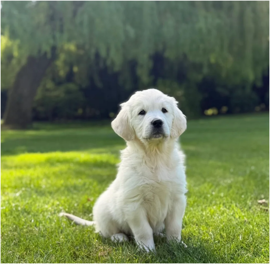 Beautiful Golden Retriever Puppies – 2 Boys & 2 Gi image 3