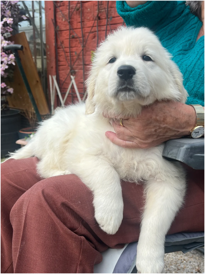 Beautiful Golden Retriever Puppies – 2 Boys & 2 Gi image 6