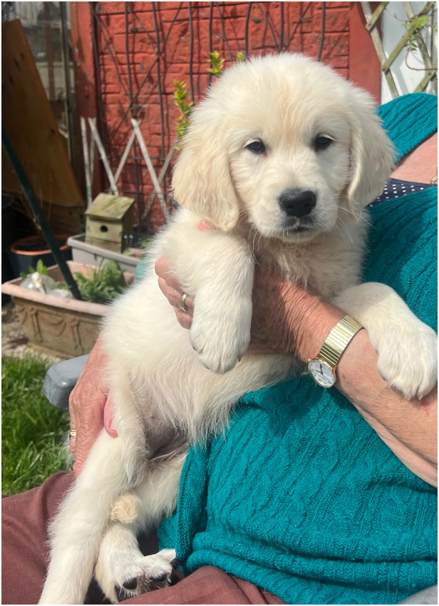 Beautiful Golden Retriever Puppies – 2 Boys & 2 Gi image 7
