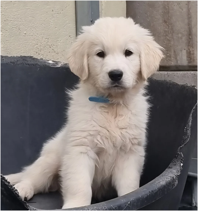 Beautiful Golden Retriever Puppies – 2 Boys & 2 Gi image 10