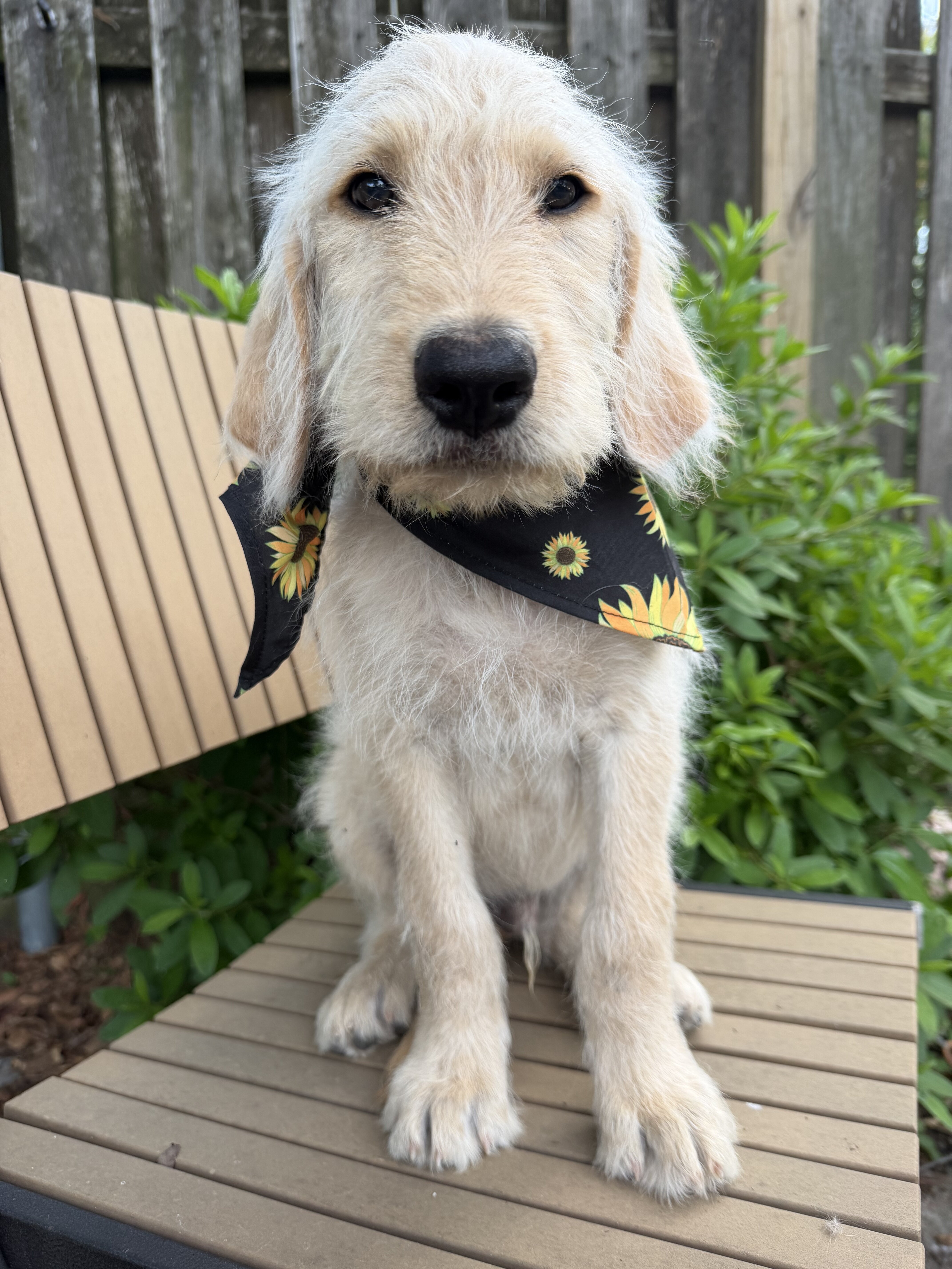 Labradoodle image 1