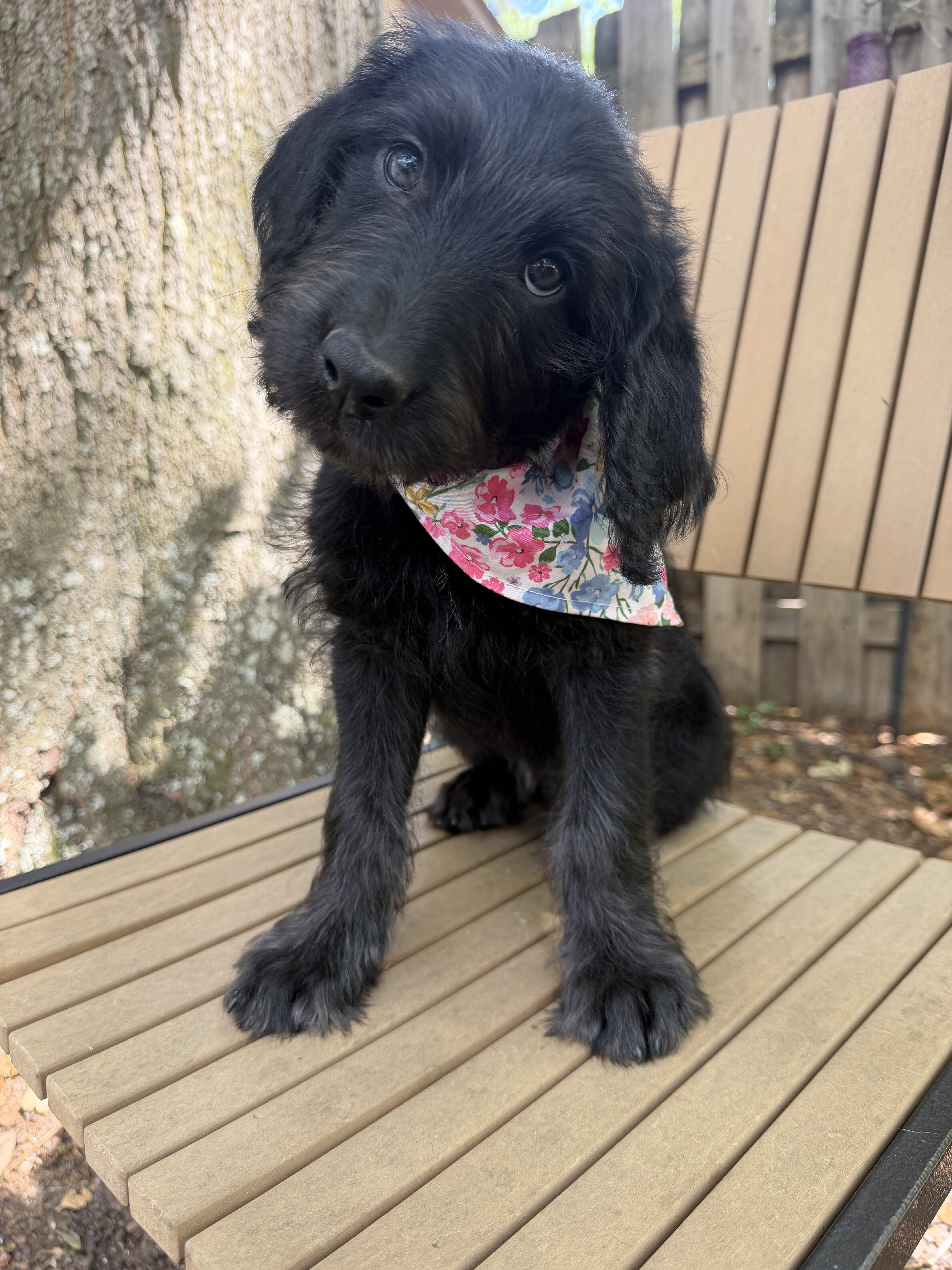 Labradoodle-Black F image 1