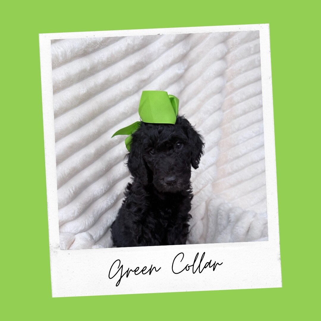 Standard Goldendoodles image 7