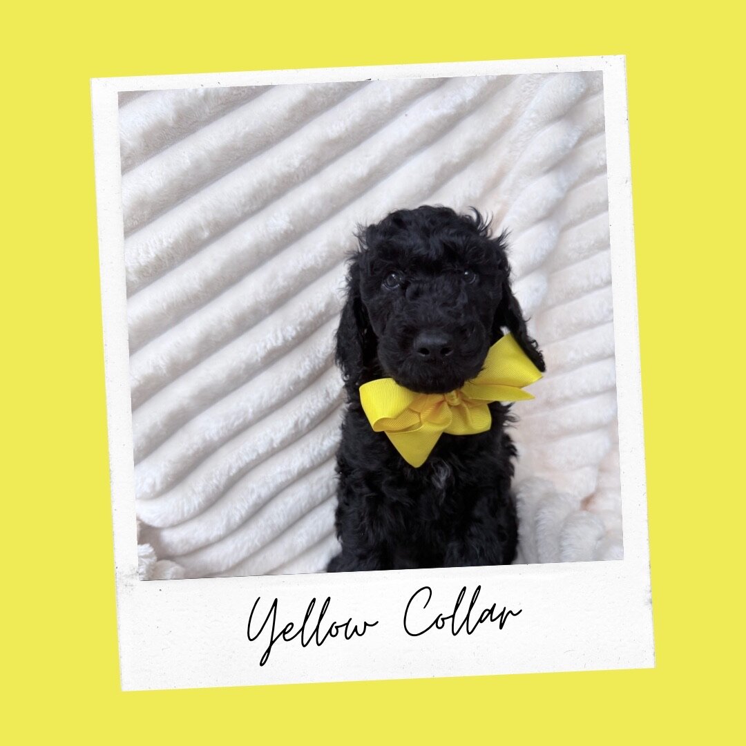 Standard Goldendoodles image 6