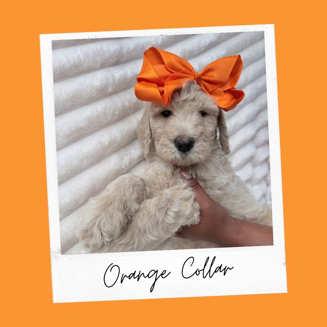 Standard Goldendoodles image 5