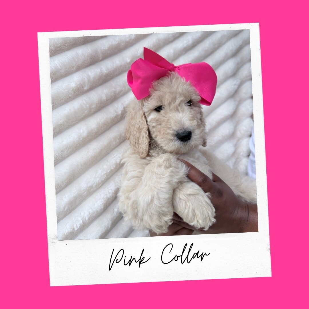 Standard Goldendoodles image 4