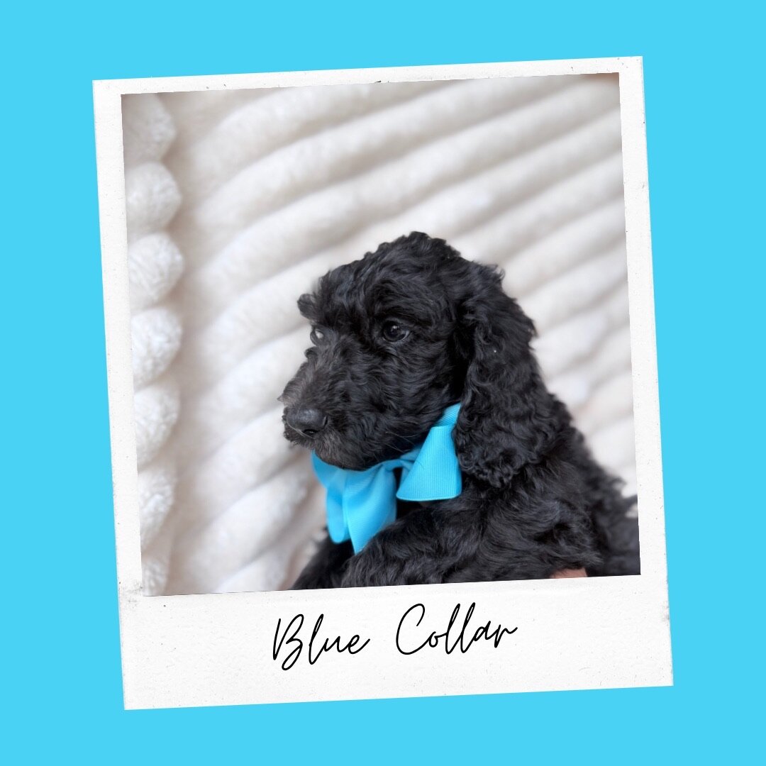 Standard Goldendoodles image 3