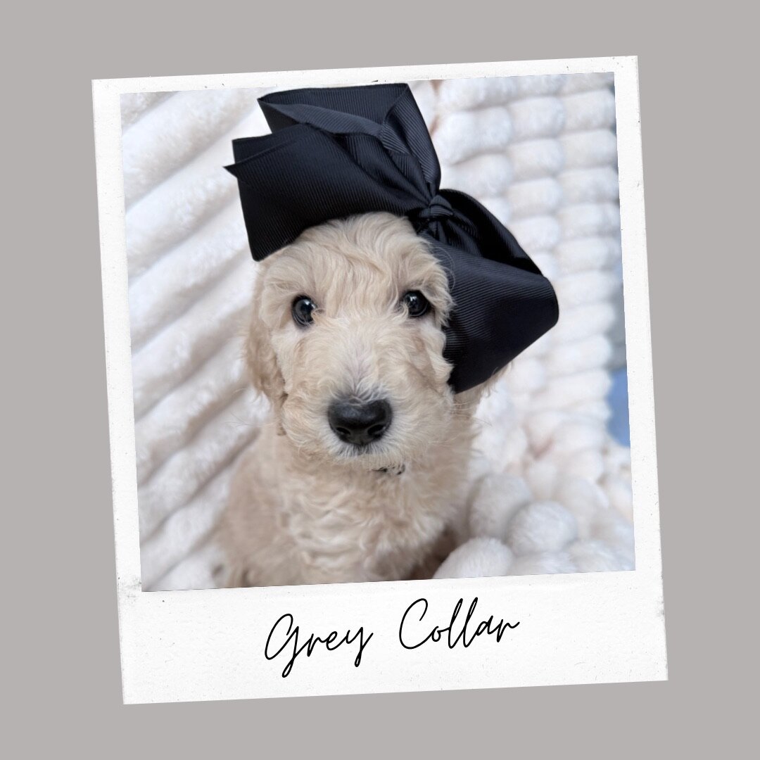 Standard Goldendoodles image 2