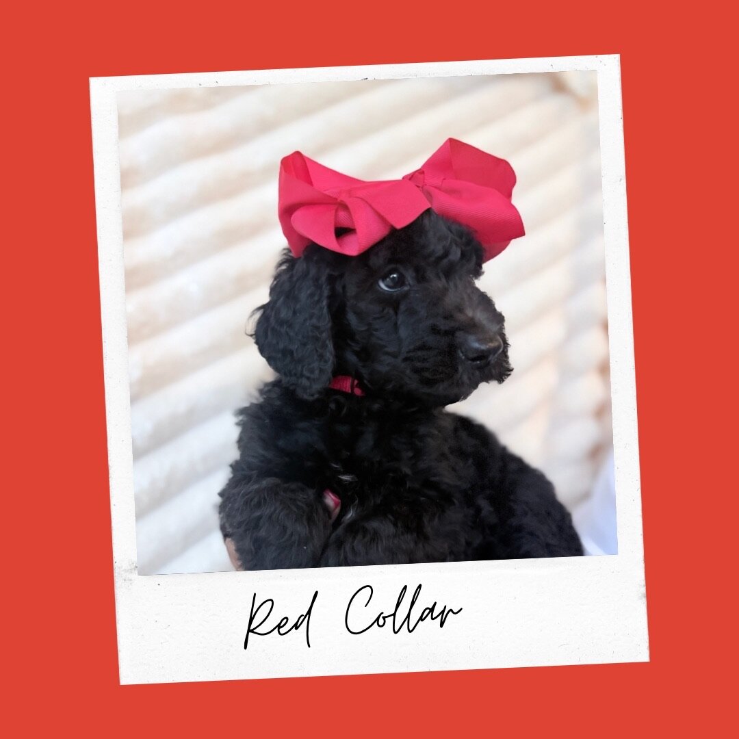 Standard Goldendoodles image 1