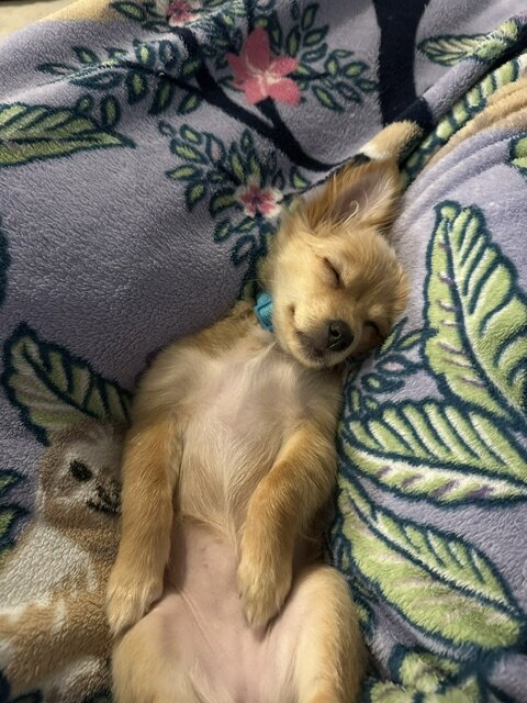 Papillon/Pomeranian Puppy image 1