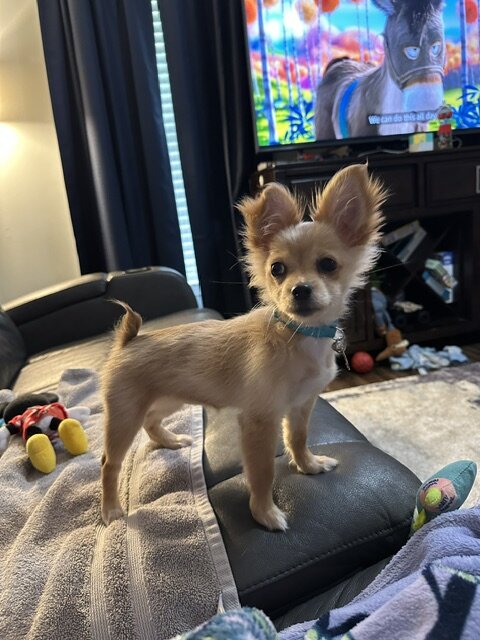 Papillon/Pomeranian Puppy image 2