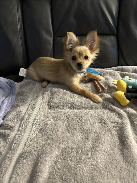 Papillon/Pomeranian Puppy image 3